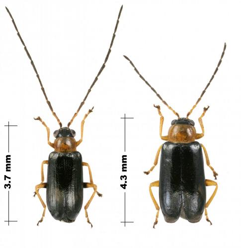 Réf. 189 532 : Luperus flavipes